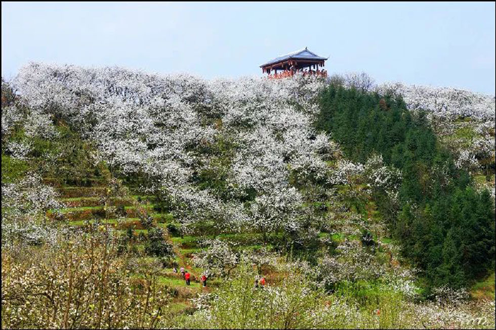 【春天，广西桂林灌阳县向您发出邀请！】我们在灌阳看梨花 - 游山玩水 - 九江生活社区 - 九江28生活网 jj.28life.net