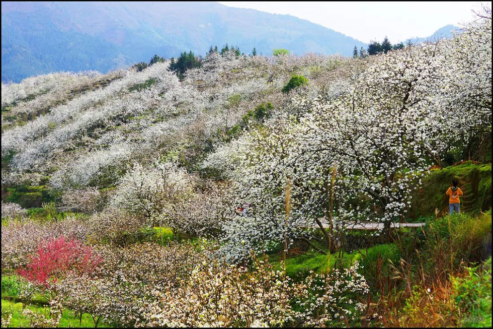 【春天，广西桂林灌阳县向您发出邀请！】我们在灌阳看梨花 - 游山玩水 - 九江生活社区 - 九江28生活网 jj.28life.net