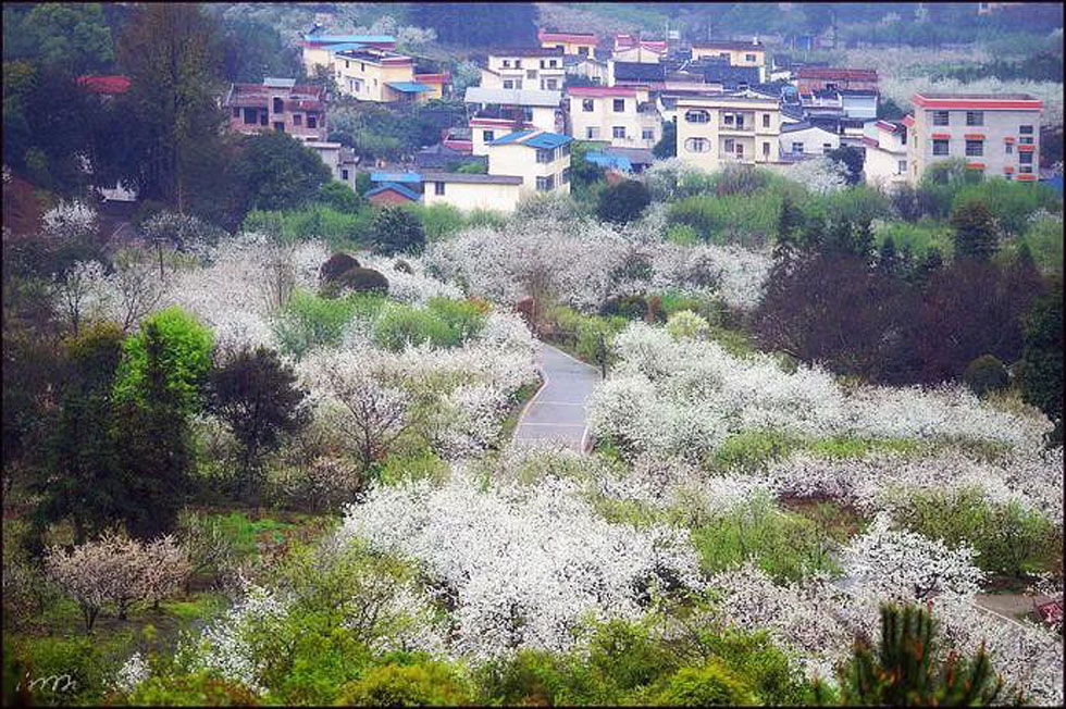 【春天，广西桂林灌阳县向您发出邀请！】我们在灌阳看梨花 - 游山玩水 - 九江生活社区 - 九江28生活网 jj.28life.net