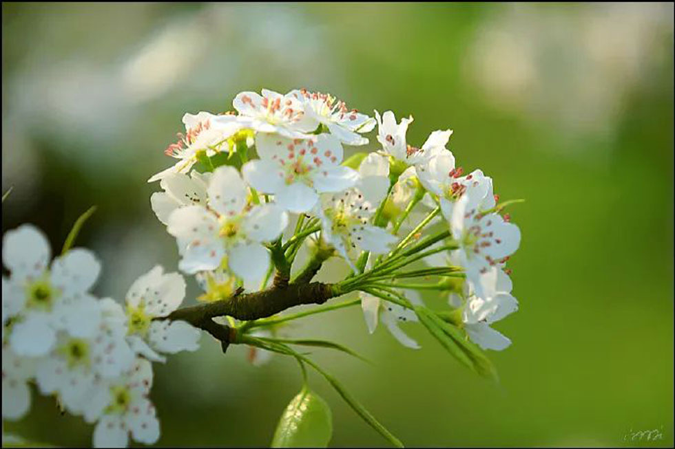 【春天，广西桂林灌阳县向您发出邀请！】我们在灌阳看梨花 - 游山玩水 - 九江生活社区 - 九江28生活网 jj.28life.net
