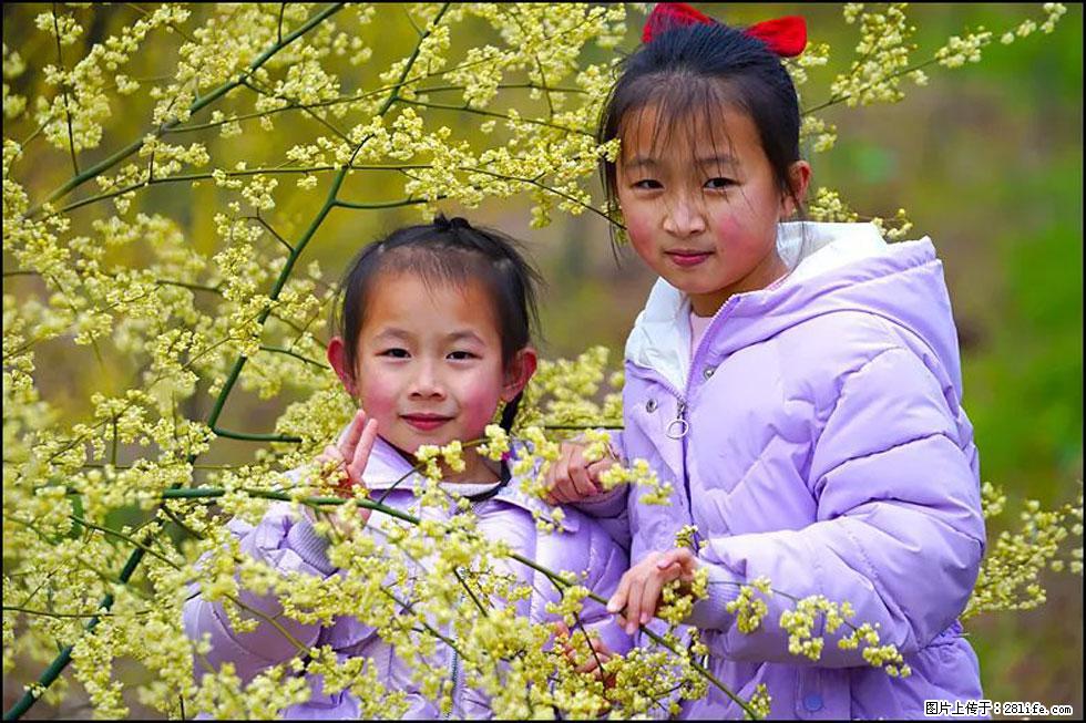 【春天，广西桂林灌阳县向您发出邀请！】米珠山前有片山苍子花在飘香 - 游山玩水 - 九江生活社区 - 九江28生活网 jj.28life.net