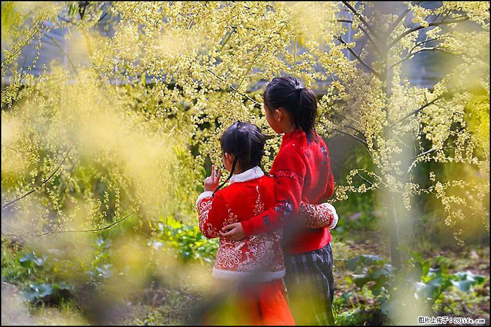 【春天，广西桂林灌阳县向您发出邀请！】米珠山前有片山苍子花在飘香 - 游山玩水 - 九江生活社区 - 九江28生活网 jj.28life.net