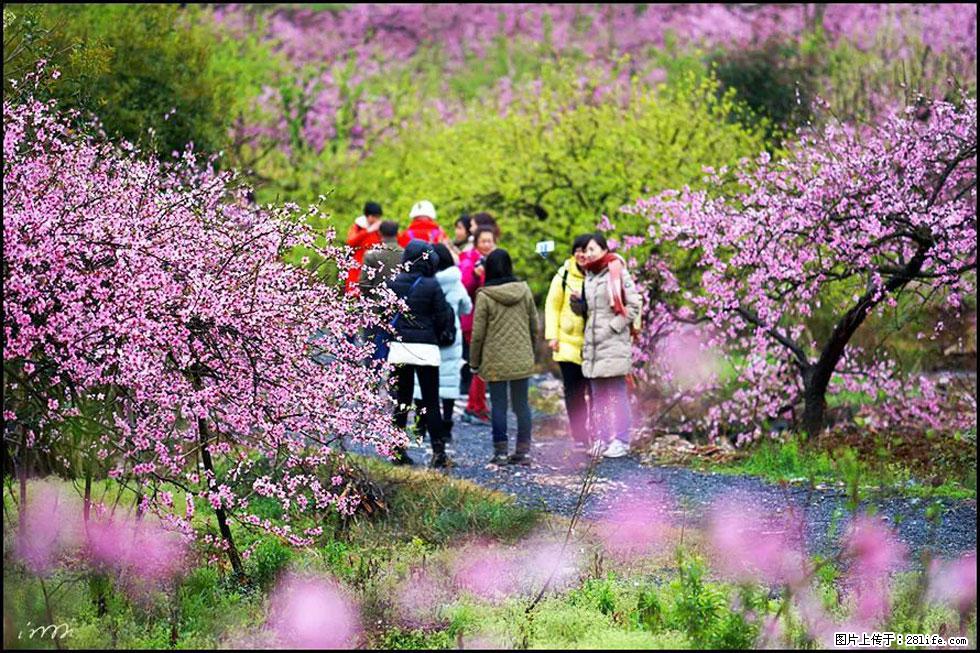 【春天,广西桂林灌阳县向您发出邀请!】官庄村有个醉美的桃花园 - 游山玩水 - 九江生活社区 - 九江28生活网 jj.28life.net