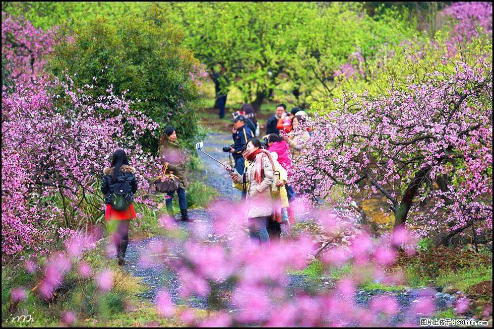 【春天,广西桂林灌阳县向您发出邀请!】官庄村有个醉美的桃花园 - 游山玩水 - 九江生活社区 - 九江28生活网 jj.28life.net