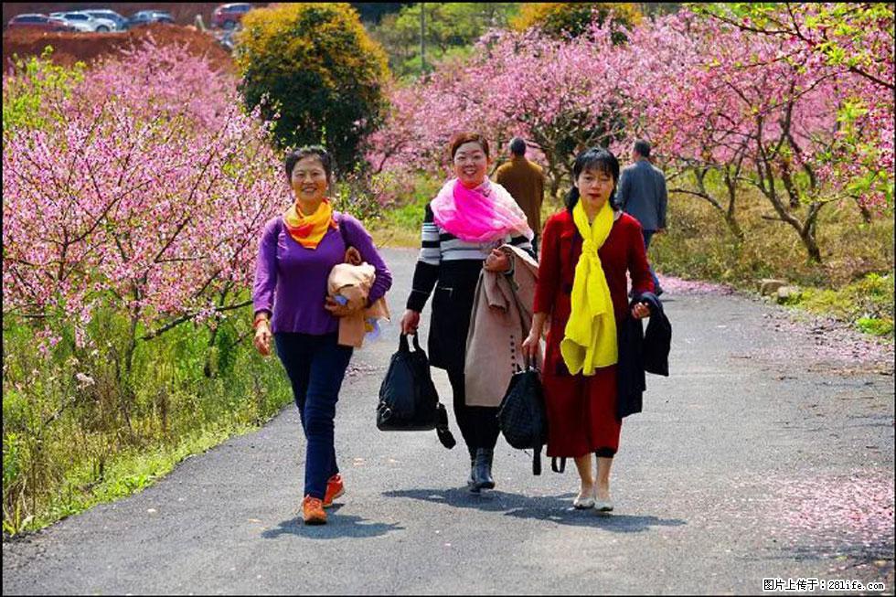 【春天,广西桂林灌阳县向您发出邀请!】官庄村有个醉美的桃花园 - 游山玩水 - 九江生活社区 - 九江28生活网 jj.28life.net