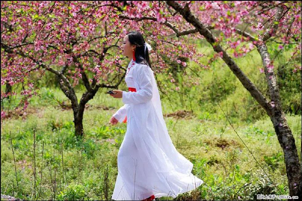 【春天,广西桂林灌阳县向您发出邀请!】官庄村有个醉美的桃花园 - 游山玩水 - 九江生活社区 - 九江28生活网 jj.28life.net