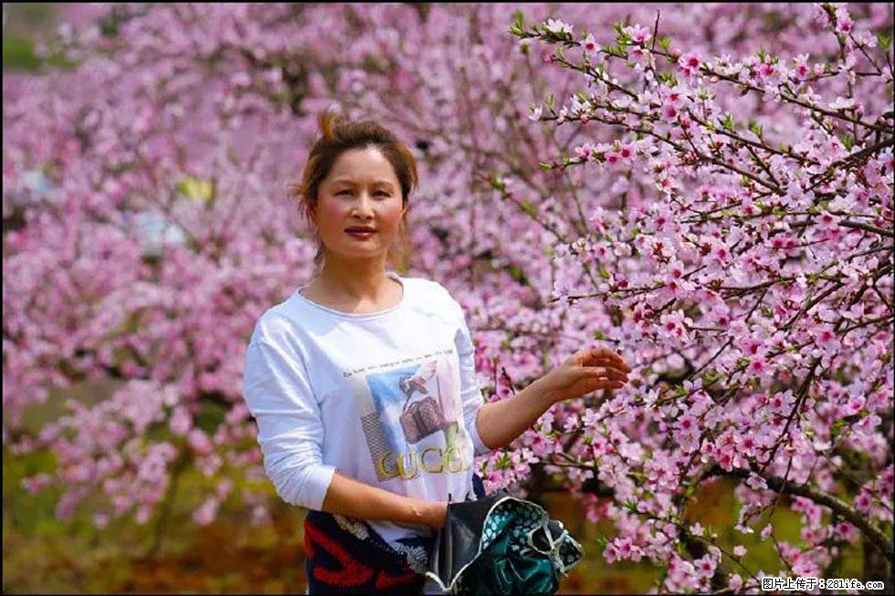 【春天,广西桂林灌阳县向您发出邀请!】官庄村有个醉美的桃花园 - 游山玩水 - 九江生活社区 - 九江28生活网 jj.28life.net