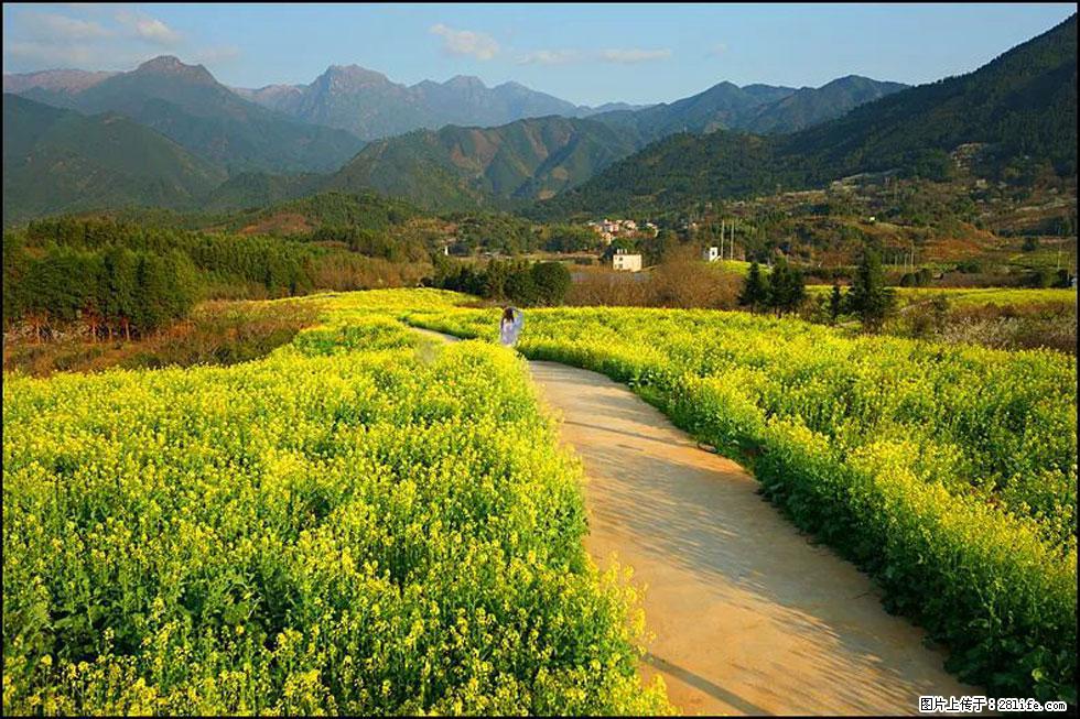 【春天，广西桂林灌阳县向您发出邀请！】长坪村油菜盛情花开 - 游山玩水 - 九江生活社区 - 九江28生活网 jj.28life.net