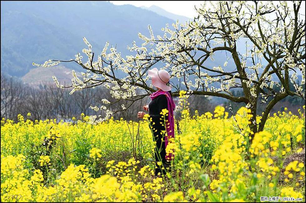 【春天，广西桂林灌阳县向您发出邀请！】长坪村油菜盛情花开 - 游山玩水 - 九江生活社区 - 九江28生活网 jj.28life.net