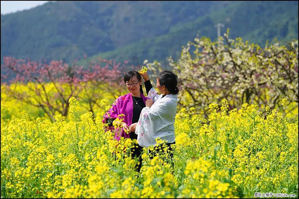 【春天，广西桂林灌阳县向您发出邀请！】长坪村油菜盛情花开 - 游山玩水 - 九江生活社区 - 九江28生活网 jj.28life.net