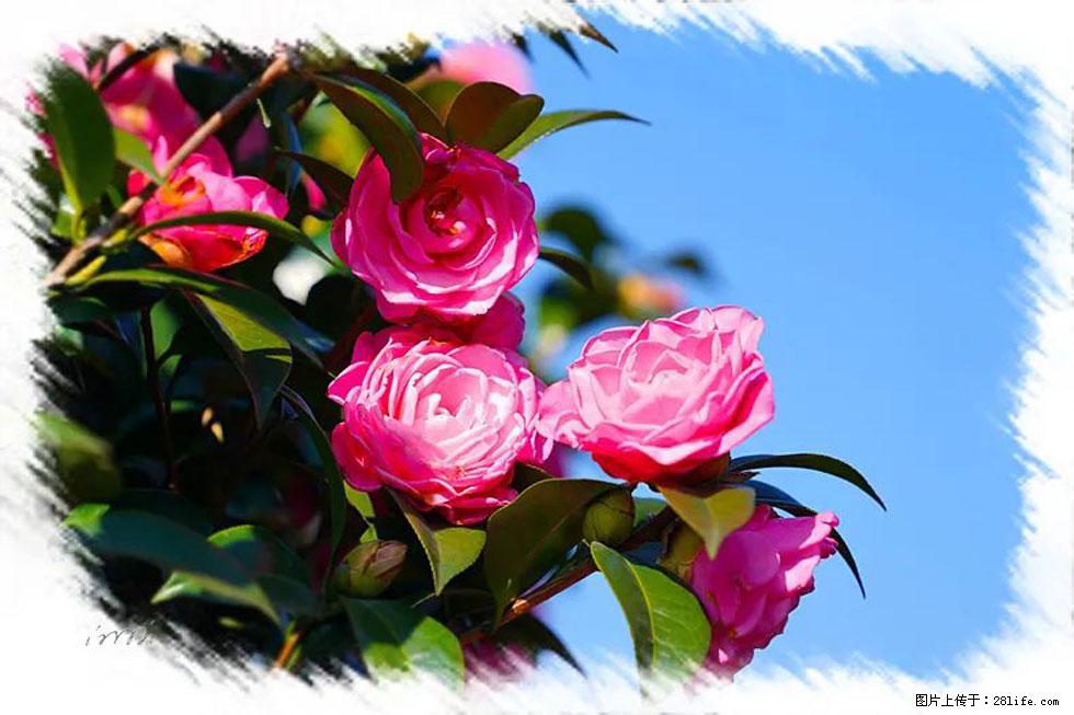 【春天，广西桂林灌阳县向您发出邀请！】杨柳井茶花惹人爱 - 游山玩水 - 九江生活社区 - 九江28生活网 jj.28life.net