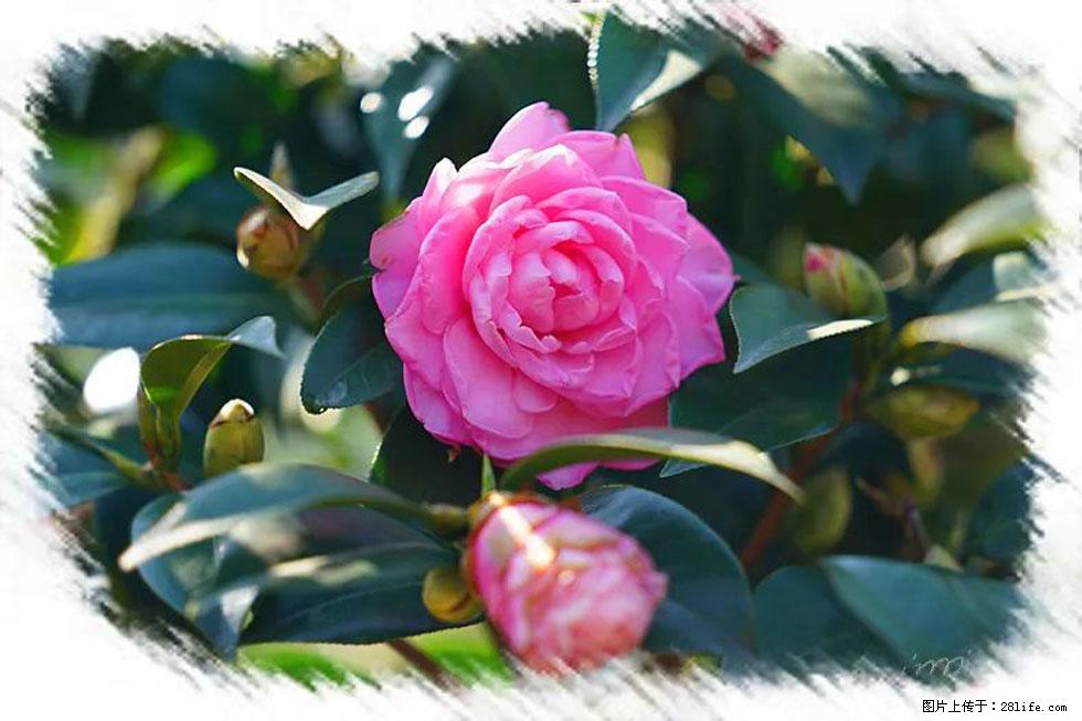 【春天，广西桂林灌阳县向您发出邀请！】杨柳井茶花惹人爱 - 游山玩水 - 九江生活社区 - 九江28生活网 jj.28life.net
