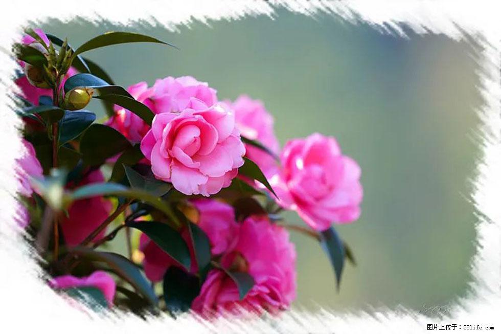 【春天，广西桂林灌阳县向您发出邀请！】杨柳井茶花惹人爱 - 游山玩水 - 九江生活社区 - 九江28生活网 jj.28life.net