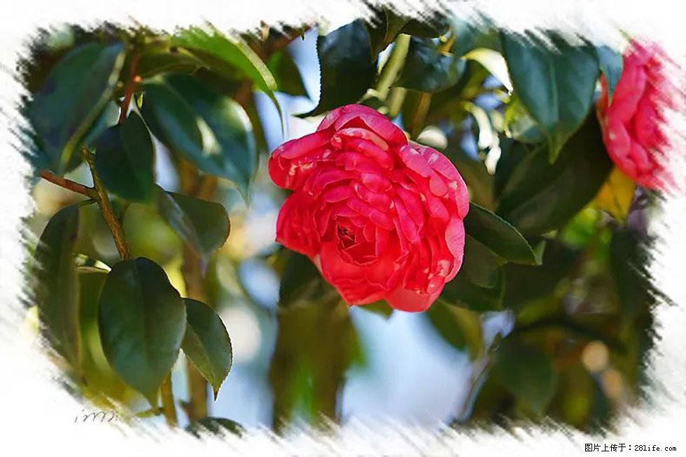【春天，广西桂林灌阳县向您发出邀请！】杨柳井茶花惹人爱 - 游山玩水 - 九江生活社区 - 九江28生活网 jj.28life.net