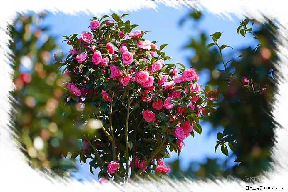 【春天，广西桂林灌阳县向您发出邀请！】杨柳井茶花惹人爱 - 游山玩水 - 九江生活社区 - 九江28生活网 jj.28life.net
