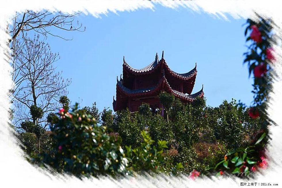 【春天，广西桂林灌阳县向您发出邀请！】杨柳井茶花惹人爱 - 游山玩水 - 九江生活社区 - 九江28生活网 jj.28life.net