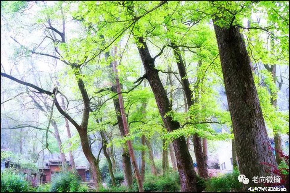 【春天，广西桂林灌阳县向您发出邀请！】在小龙村与春天约会 - 游山玩水 - 九江生活社区 - 九江28生活网 jj.28life.net