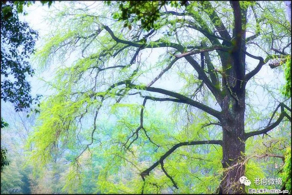 【春天，广西桂林灌阳县向您发出邀请！】在小龙村与春天约会 - 游山玩水 - 九江生活社区 - 九江28生活网 jj.28life.net