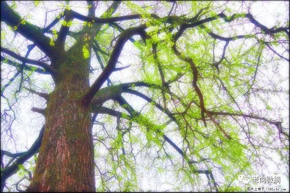 【春天，广西桂林灌阳县向您发出邀请！】在小龙村与春天约会 - 游山玩水 - 九江生活社区 - 九江28生活网 jj.28life.net