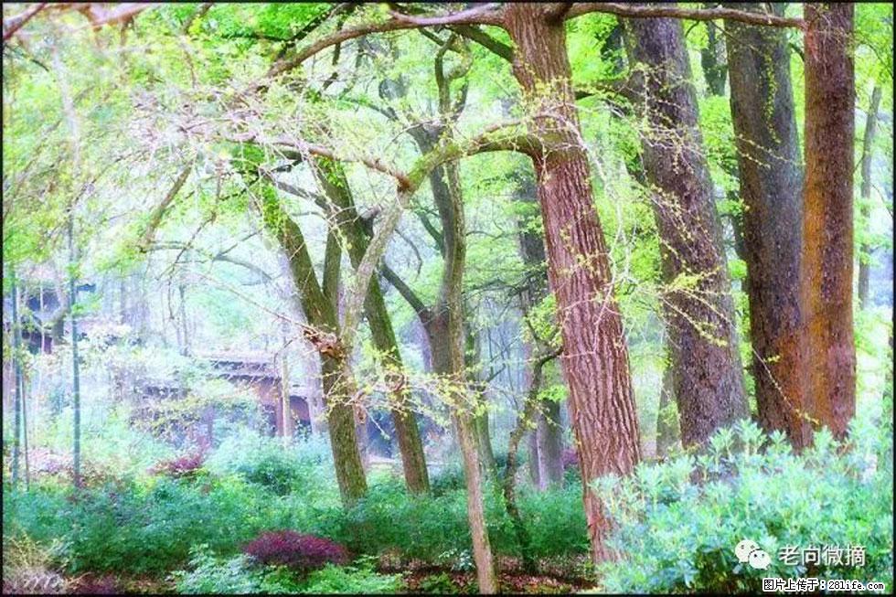 【春天，广西桂林灌阳县向您发出邀请！】在小龙村与春天约会 - 游山玩水 - 九江生活社区 - 九江28生活网 jj.28life.net