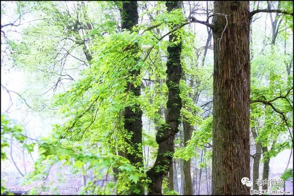 【春天，广西桂林灌阳县向您发出邀请！】在小龙村与春天约会 - 游山玩水 - 九江生活社区 - 九江28生活网 jj.28life.net