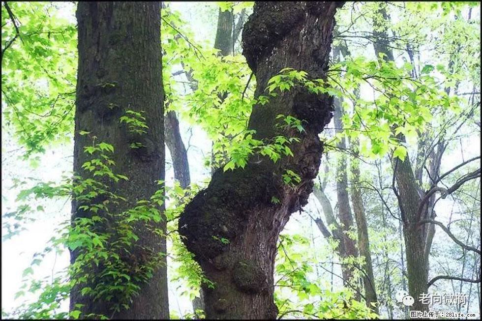 【春天，广西桂林灌阳县向您发出邀请！】在小龙村与春天约会 - 游山玩水 - 九江生活社区 - 九江28生活网 jj.28life.net