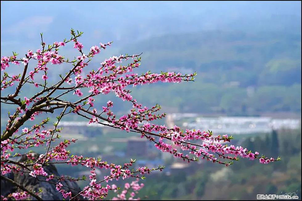 【春天，广西桂林灌阳县向您发出邀请！】望月岭上桃花开 - 游山玩水 - 九江生活社区 - 九江28生活网 jj.28life.net