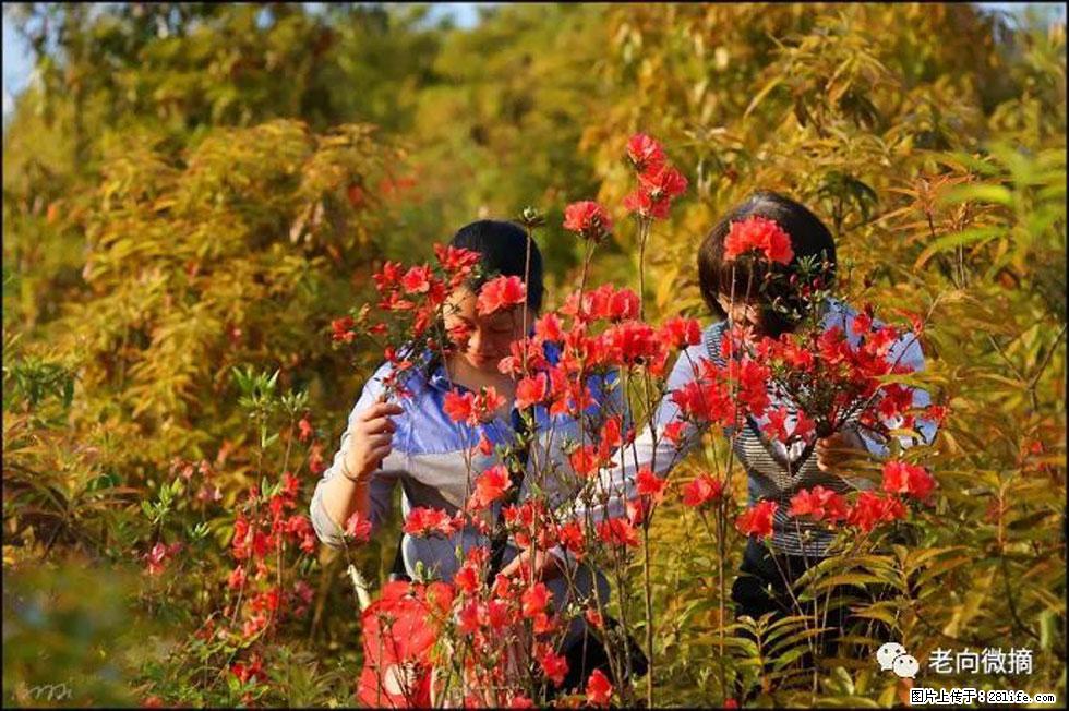 【春天，广西桂林灌阳县向您发出邀请！】登麒麟山，相约映山红 - 游山玩水 - 九江生活社区 - 九江28生活网 jj.28life.net