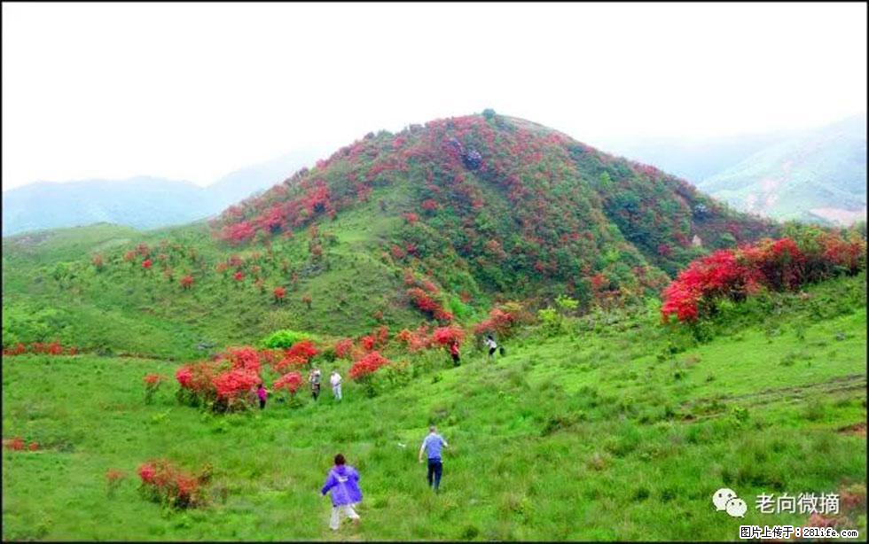 【春天，广西桂林灌阳县向您发出邀请！】宝盖山上映山红 - 游山玩水 - 九江生活社区 - 九江28生活网 jj.28life.net