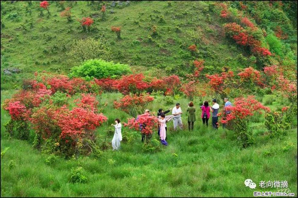 【春天，广西桂林灌阳县向您发出邀请！】宝盖山上映山红 - 游山玩水 - 九江生活社区 - 九江28生活网 jj.28life.net
