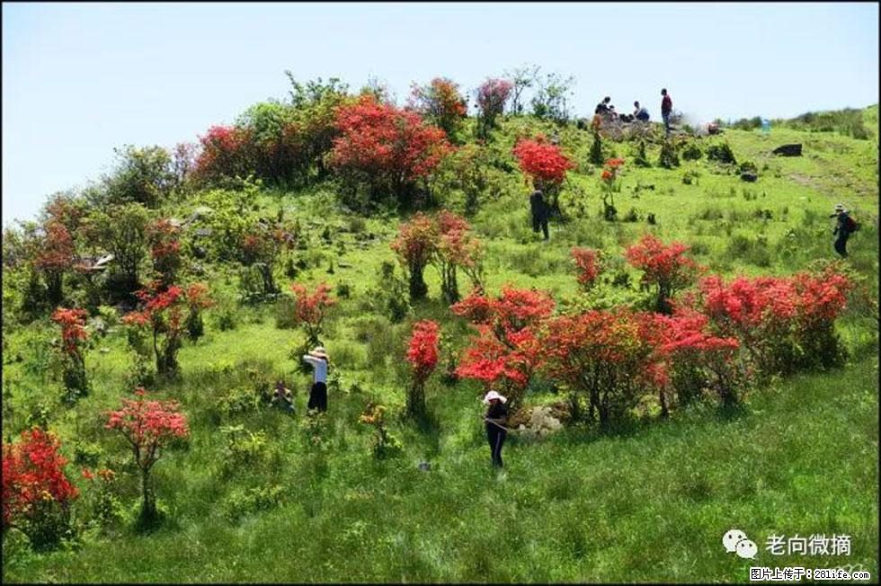 【春天，广西桂林灌阳县向您发出邀请！】宝盖山上映山红 - 游山玩水 - 九江生活社区 - 九江28生活网 jj.28life.net