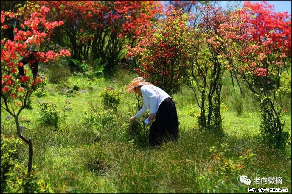 【春天，广西桂林灌阳县向您发出邀请！】宝盖山上映山红 - 游山玩水 - 九江生活社区 - 九江28生活网 jj.28life.net