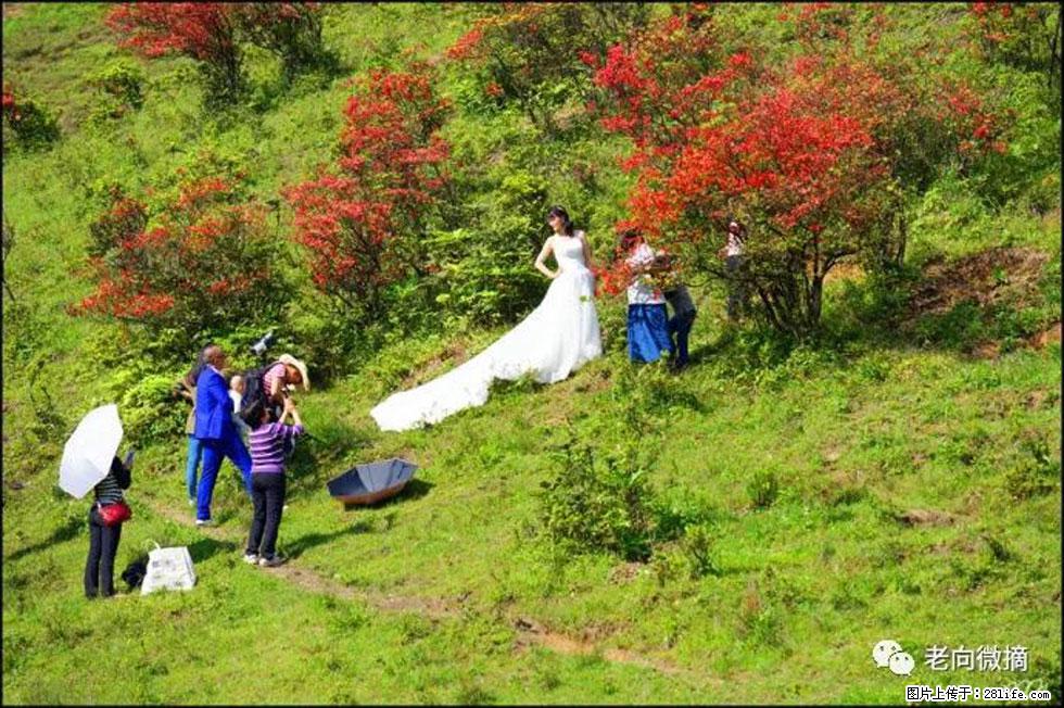 【春天，广西桂林灌阳县向您发出邀请！】宝盖山上映山红 - 游山玩水 - 九江生活社区 - 九江28生活网 jj.28life.net