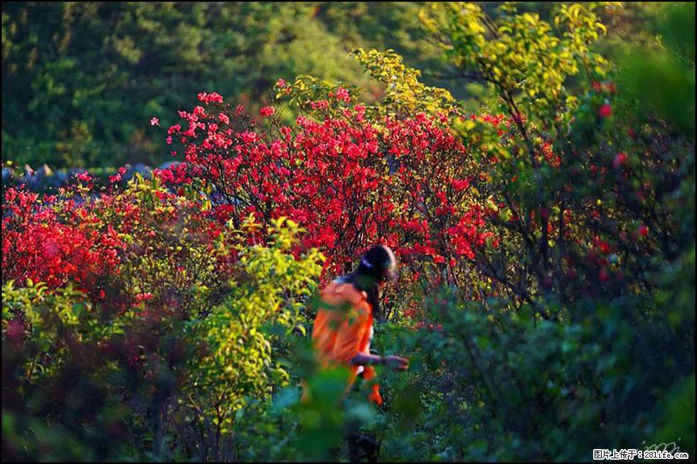 【春天，广西桂林灌阳县向您发出邀请！】春木界上映山红 - 游山玩水 - 九江生活社区 - 九江28生活网 jj.28life.net