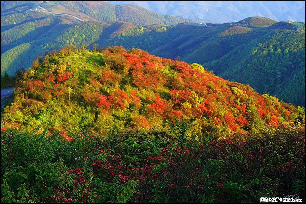 【春天，广西桂林灌阳县向您发出邀请！】春木界上映山红 - 游山玩水 - 九江生活社区 - 九江28生活网 jj.28life.net