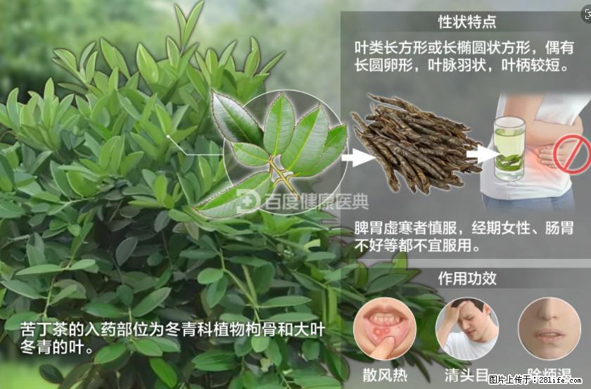 苦丁茶有哪些功效和作用 - 生活百科 - 九江生活社区 - 九江28生活网 jj.28life.net