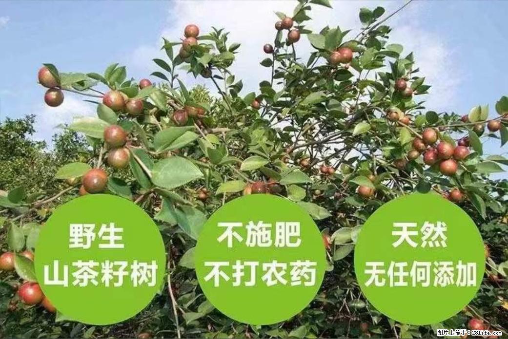 【灌阳县油茶产业示范区】一个有着充实的精神生活的人，对待身外之物自会有一种淡泊的态度 - 土特产 - 饮食特产 - 九江分类信息 - 九江28生活网 jj.28life.net