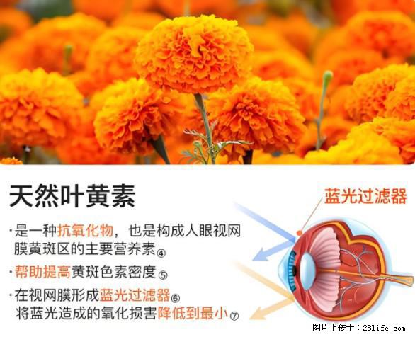 叶黄素有什么功效和作用 - 生活百科 - 九江生活社区 - 九江28生活网 jj.28life.net