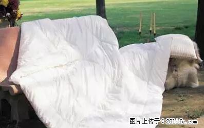 被子有异味？只要这样做，比晒太阳还强100倍！ - 家居生活 - 九江生活社区 - 九江28生活网 jj.28life.net