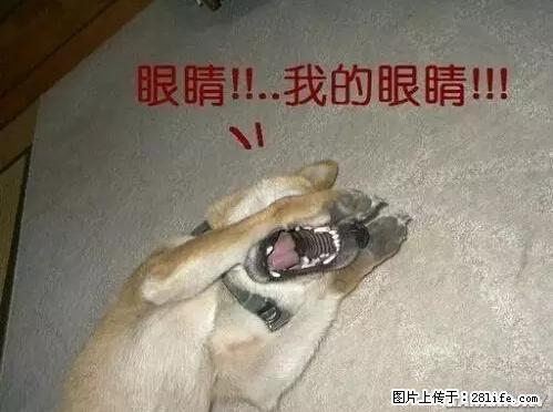 笑癫了！一女的怀孕三年未生，他终于忍不住了... - 娱乐八卦 - 九江生活社区 - 九江28生活网 jj.28life.net