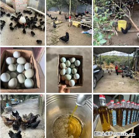 油茶园从小鸡仔开始养起的纯土鸡、土鸡蛋可以预定啦！还有前几天刚榨的纯山茶油哦 - 土特产 - 饮食特产 - 九江分类信息 - 九江28生活网 jj.28life.net