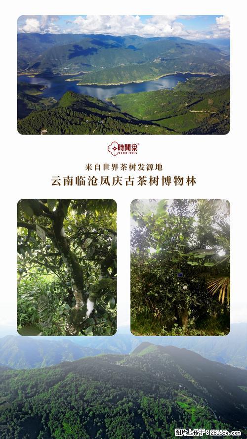 时间果百年古树2025年春红茶 - 购物交流 - 九江生活社区 - 九江28生活网 jj.28life.net