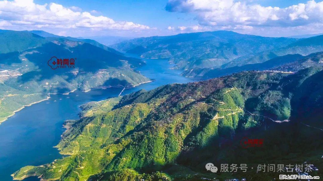 时间果百年古树龙珠普洱生茶 - 购物交流 - 九江生活社区 - 九江28生活网 jj.28life.net