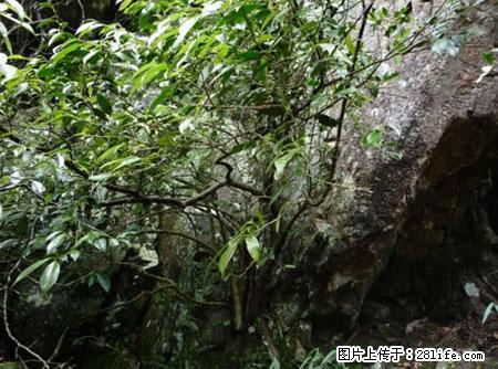 平乐石崖茶,珍贵仅次于金花茶 - 九江生活资讯 - 九江28生活网 jj.28life.net