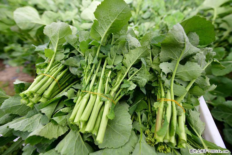 这些蔬菜是“天然钙片”，这6种被医生重点推荐 - 九江生活资讯 - 九江28生活网 jj.28life.net
